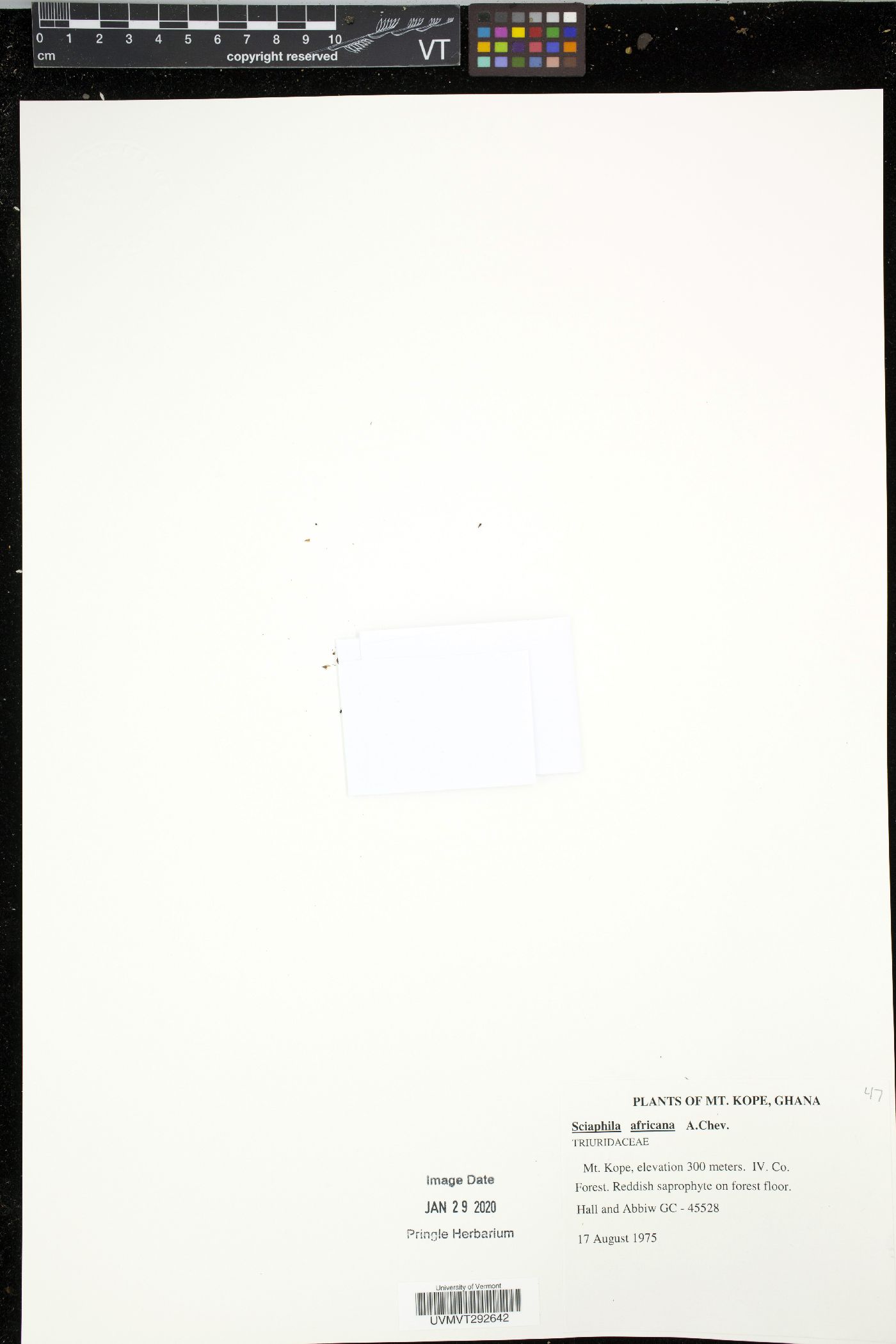 Sciaphila africana image