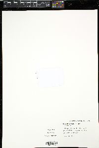 Media resource of Sciaphila africana