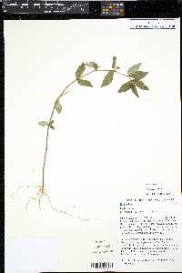 Chamaesyce hirta image