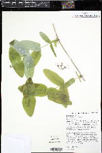 Lonicera dioica image