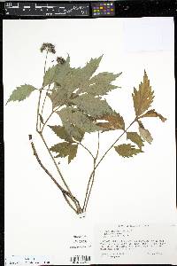 Hydrophyllum virginianum image