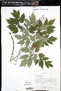 Actaea pachypoda image