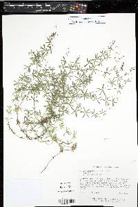 Galium concinnum image