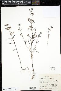 Collinsia grandiflora image