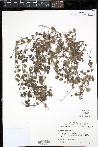 Veronica cymbalaria image