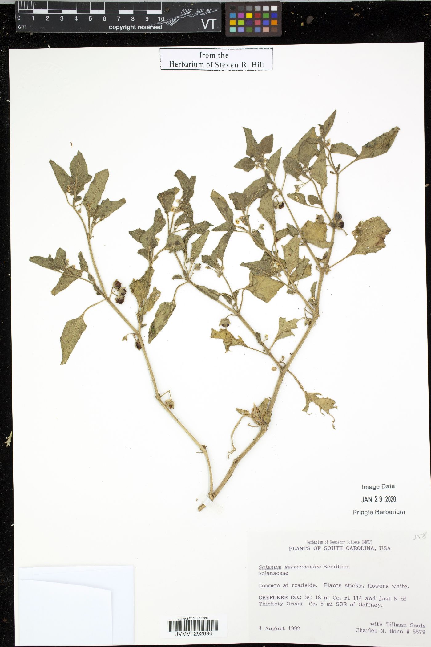 Solanum sarrachoides image
