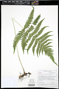 Phegopteris excelsior image