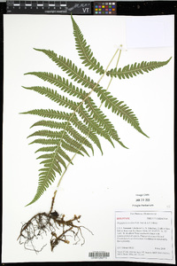 Phegopteris excelsior image
