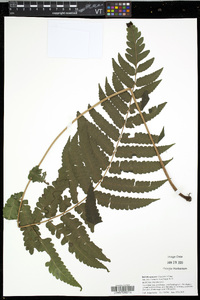 Bolbitis quoyana image