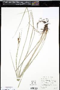 Carex haydenii image