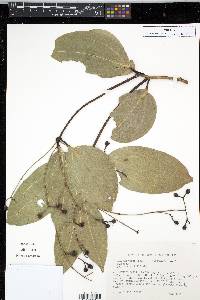 Cinnamomum verum image