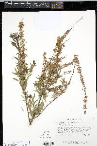 Spiraea prunifolia image