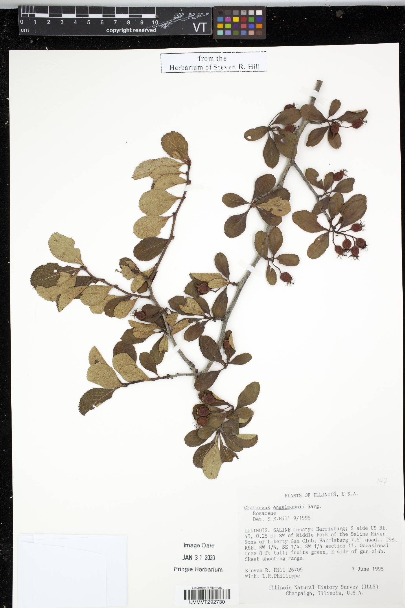 Crataegus engelmannii image