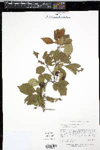Crataegus calpodendron image