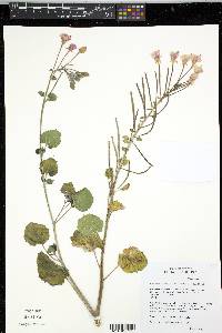 Chylismia cardiophylla image