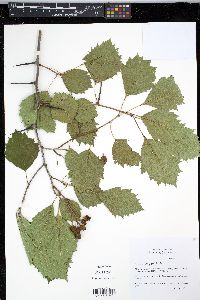 Crataegus douglasii image