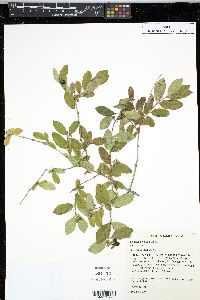 Lonicera × bella image
