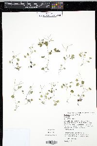 Cardamine flexuosa image