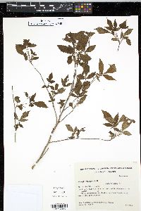 Allophylus pauciflorus image
