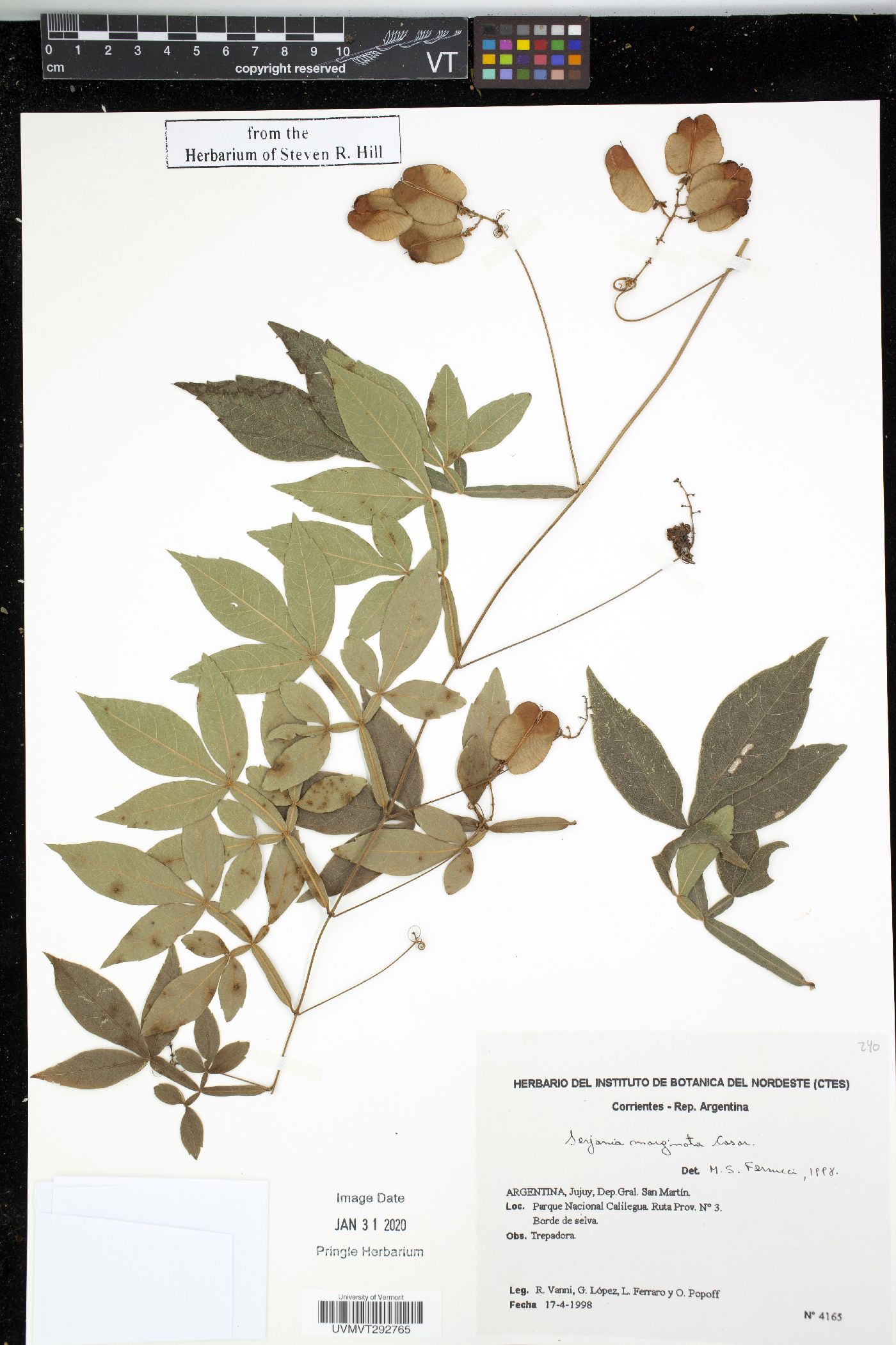 Serjania marginata image