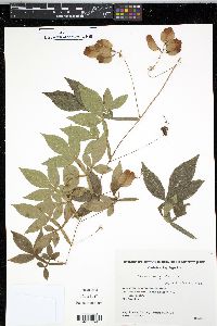 Serjania marginata image