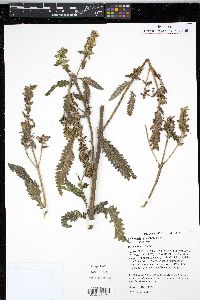Pedicularis lanceolata image