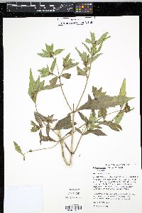 Bidens tripartita image