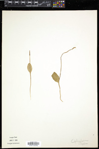 Ophioglossum vulgatum image
