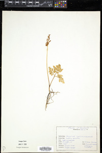 Sceptridium multifidum image