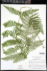 Dryopteris arguta image