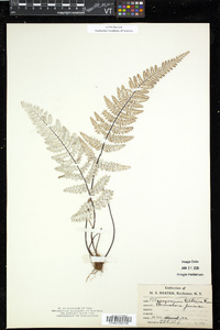 Pityrogramma ebenea image
