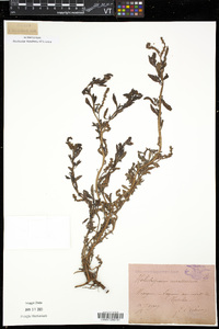 Heliotropium curassavicum image