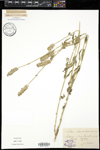 Salvia lavanduloides image