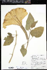 Datura innoxia image