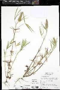 Trifolium angustifolium image