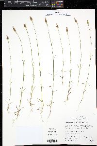 Petrorhagia dubia image