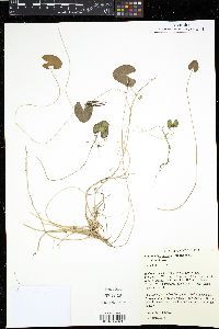 Nymphoides cordata image