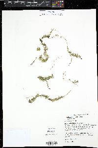 Utricularia intermedia image