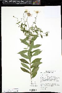 Oclemena x blakei image