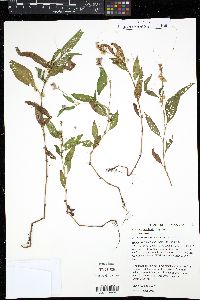 Cuscuta cuspidata image
