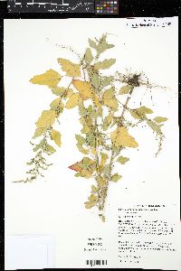 Chenopodium album var. missouriense image