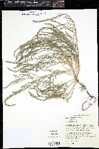 Suaeda maritima image