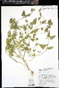 Atriplex glabriuscula image