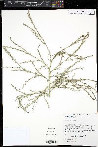 Salsola tragus image