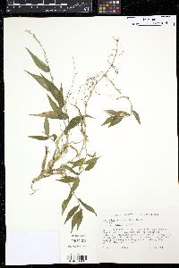 Ichnanthus nemorosus image