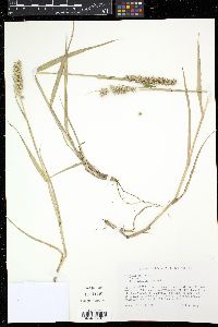 Cenchrus echinatus image