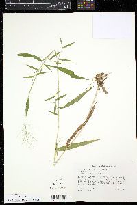 Panicum dichotomum image