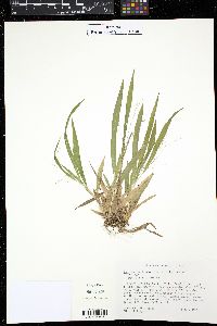 Panicum laxiflorum image