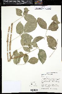 Fraxinus quadrangulata image