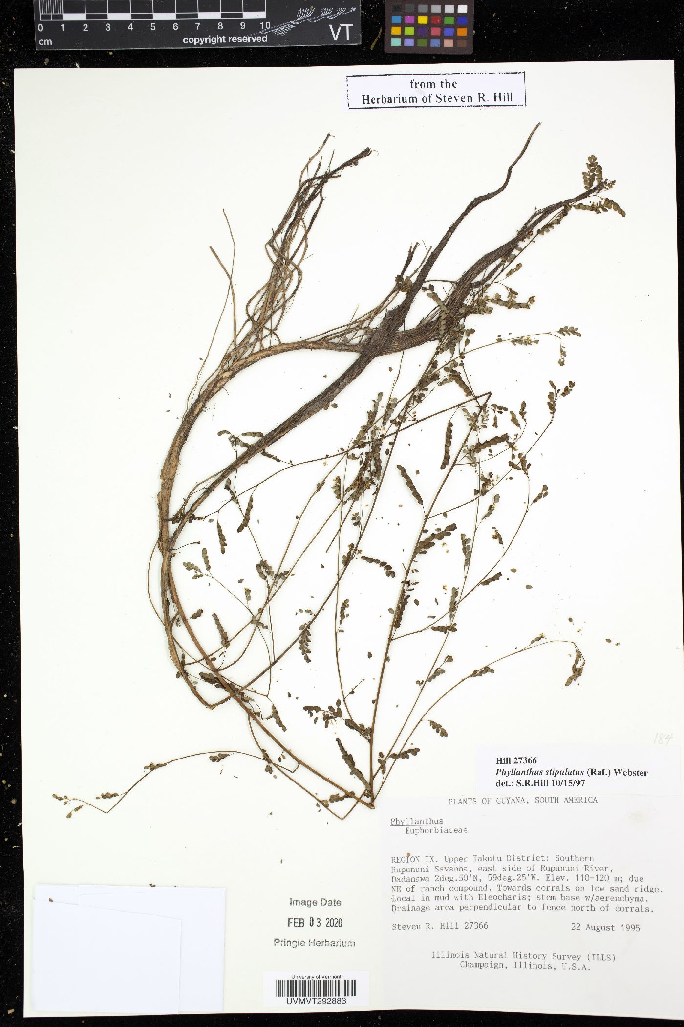 Phyllanthus stipulatus image
